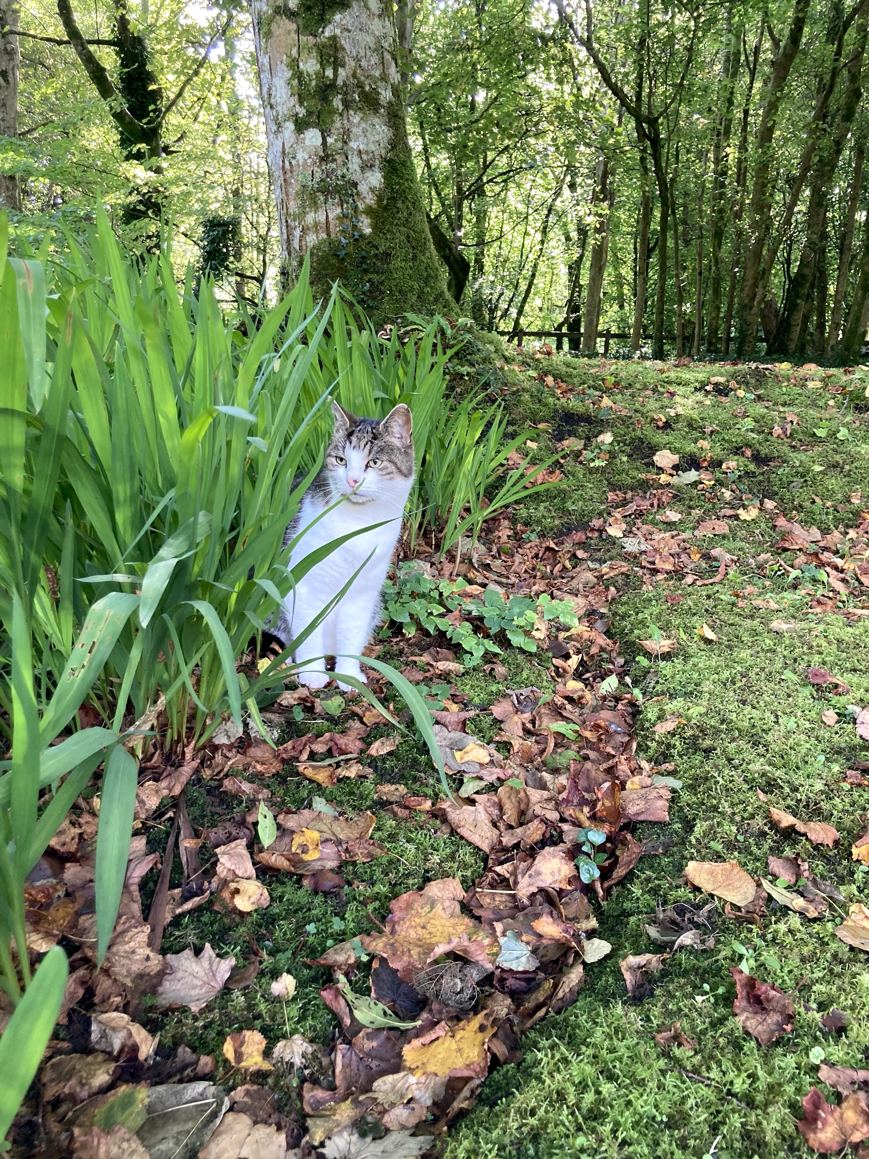 Just a Slice; a walk around Gregan’s